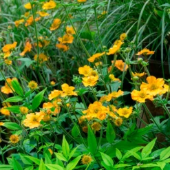 Chilenische Nelkenwurz Lady Stratheden - Sonnengelb den ganzen Sommer