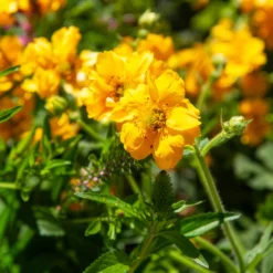 Chilenische Nelkenwurz Lady Stratheden - Sonnengelb den ganzen Sommer