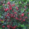 Chilenischer Lanternenbaum - Rote Laternen im Schatten