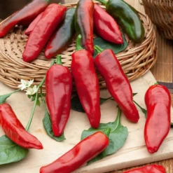 Chili ‘Gorria’ (Piment d’Espelette) - Milde Schärfe direkt geerntet