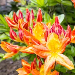 China-Azaleen Kollektion Orange/Gelb/Weiß (x3) - Blüht selbst im Schatten