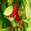 Chinabeere - Fünf Aromen an einer Ranke