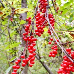 Chinabeere - Fünf Aromen an einer Ranke