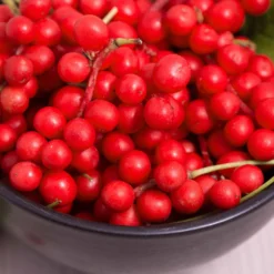 Chinabeere - Fünf Aromen an einer Ranke