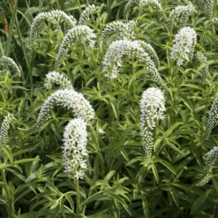 China-Goldfelberich - Weiße Blüten wie kleine Fragezeichen