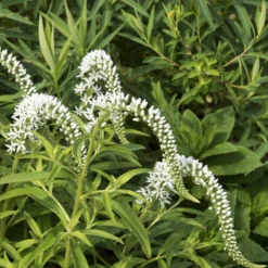 China-Goldfelberich - Weiße Blüten wie kleine Fragezeichen