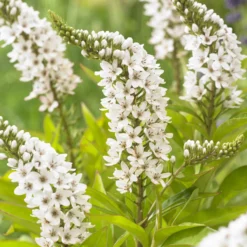China-Goldfelberich - Weiße Blüten wie kleine Fragezeichen
