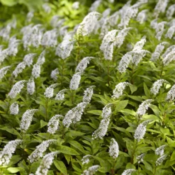 China-Goldfelberich - Weiße Blüten wie kleine Fragezeichen