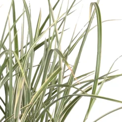 Chinagras Miscanthus 'Variegatus' - Sichtschutz mit Leichtigkeit