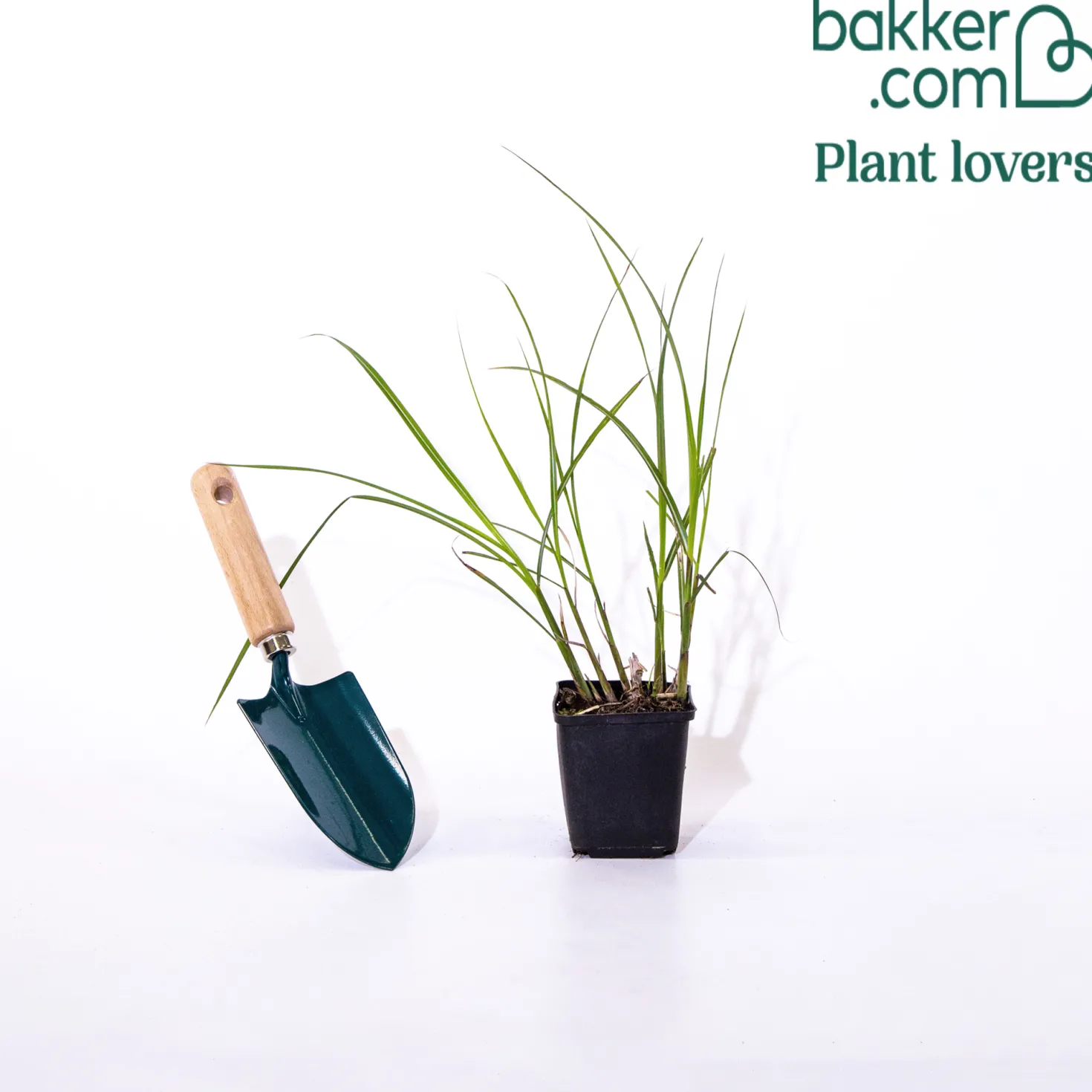 Chinaschilf ‘China’ - Rote Blüten bis 1,60 m