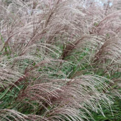 Chinaschilf ‘China’ - Rote Blüten bis 1,60 m