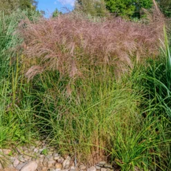Chinaschilf Flamingo - Rosa Federn im Wind