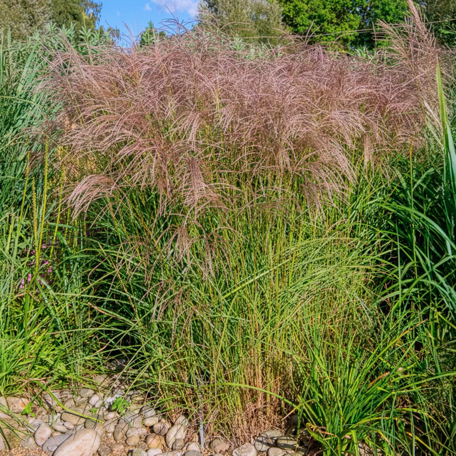 Chinaschilf Flamingo - Rosa Federn im Wind