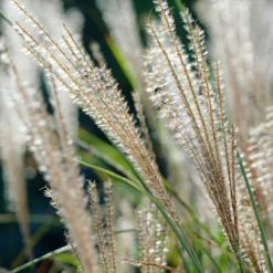 Chinaschilf 'Gracillimus' - Federleichtes Gras, große Wirkung