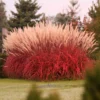 Chinaschilf Lady in Red - Rotes Federspiel im Wind