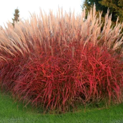 Chinaschilf Lady in Red - Rotes Federspiel im Wind