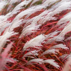 Chinaschilf Lady in Red - Rotes Federspiel im Wind