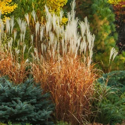 Chinaschilf 'Purpurascens' - Herbstfeuer im Garten