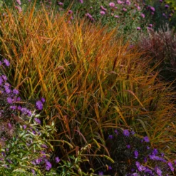 Chinaschilf 'Purpurascens' - Herbstfeuer im Garten