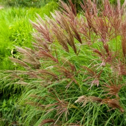 Chinaschilf Red Chief - Rote Federn im Herbstgarten