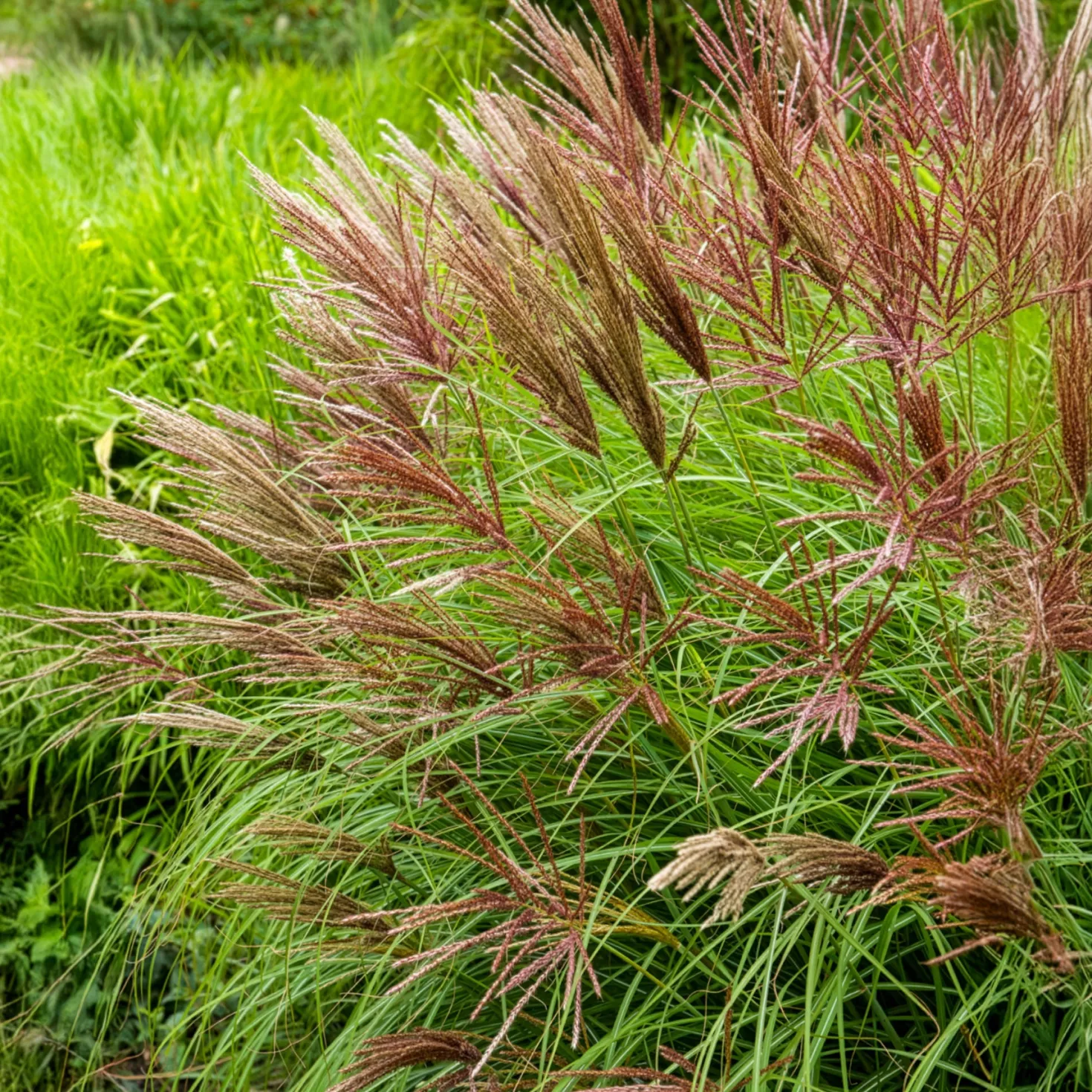 Chinaschilf Red Chief - Rote Federn im Herbstgarten