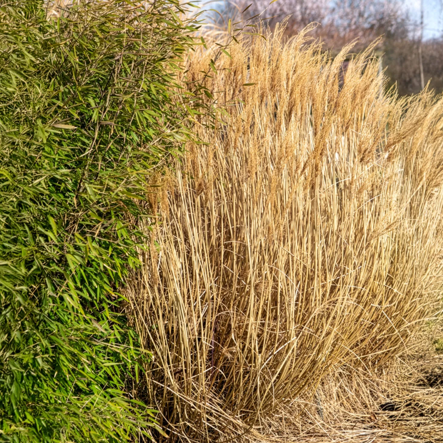 Chinaschilf Red Chief - Rote Federn im Herbstgarten