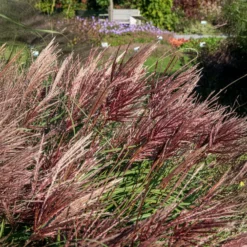Chinaschilf Red Chief - Rote Federn im Herbstgarten