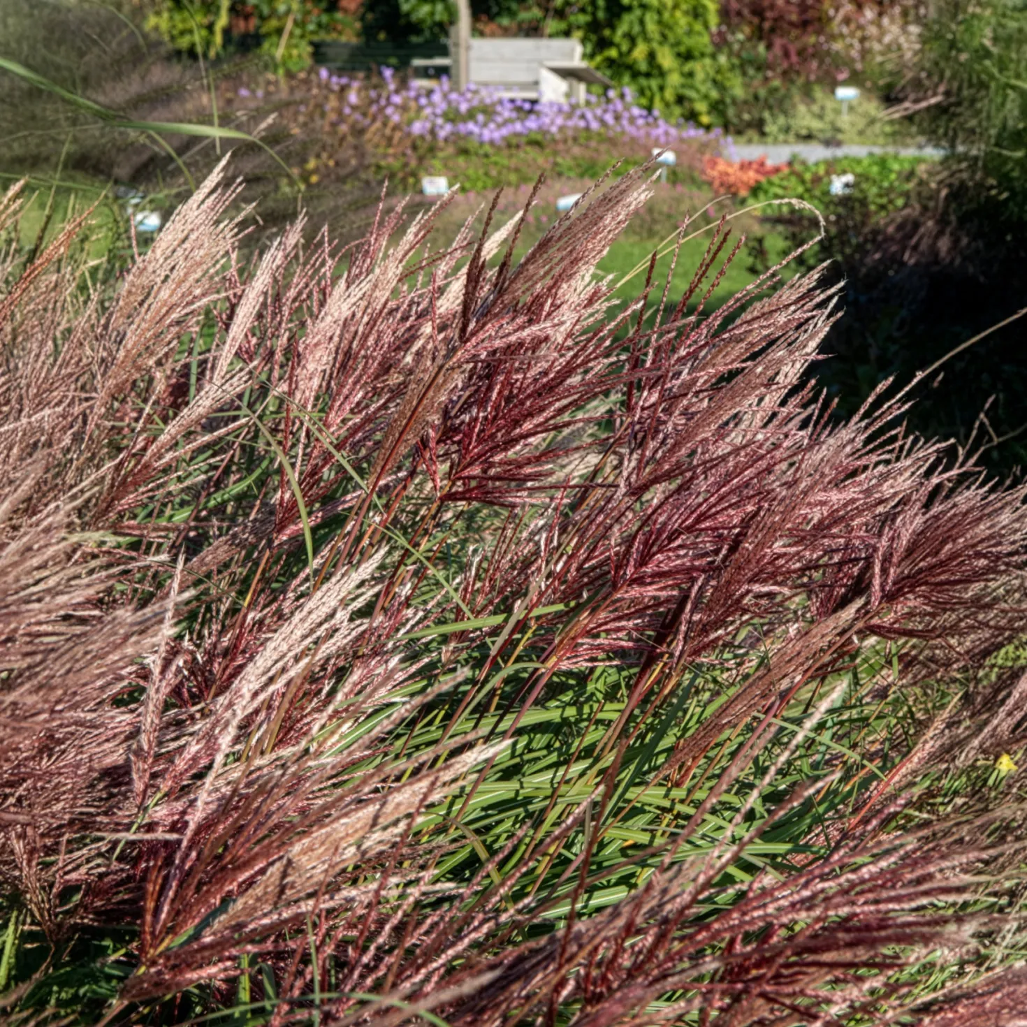 Chinaschilf Red Chief - Rote Federn im Herbstgarten
