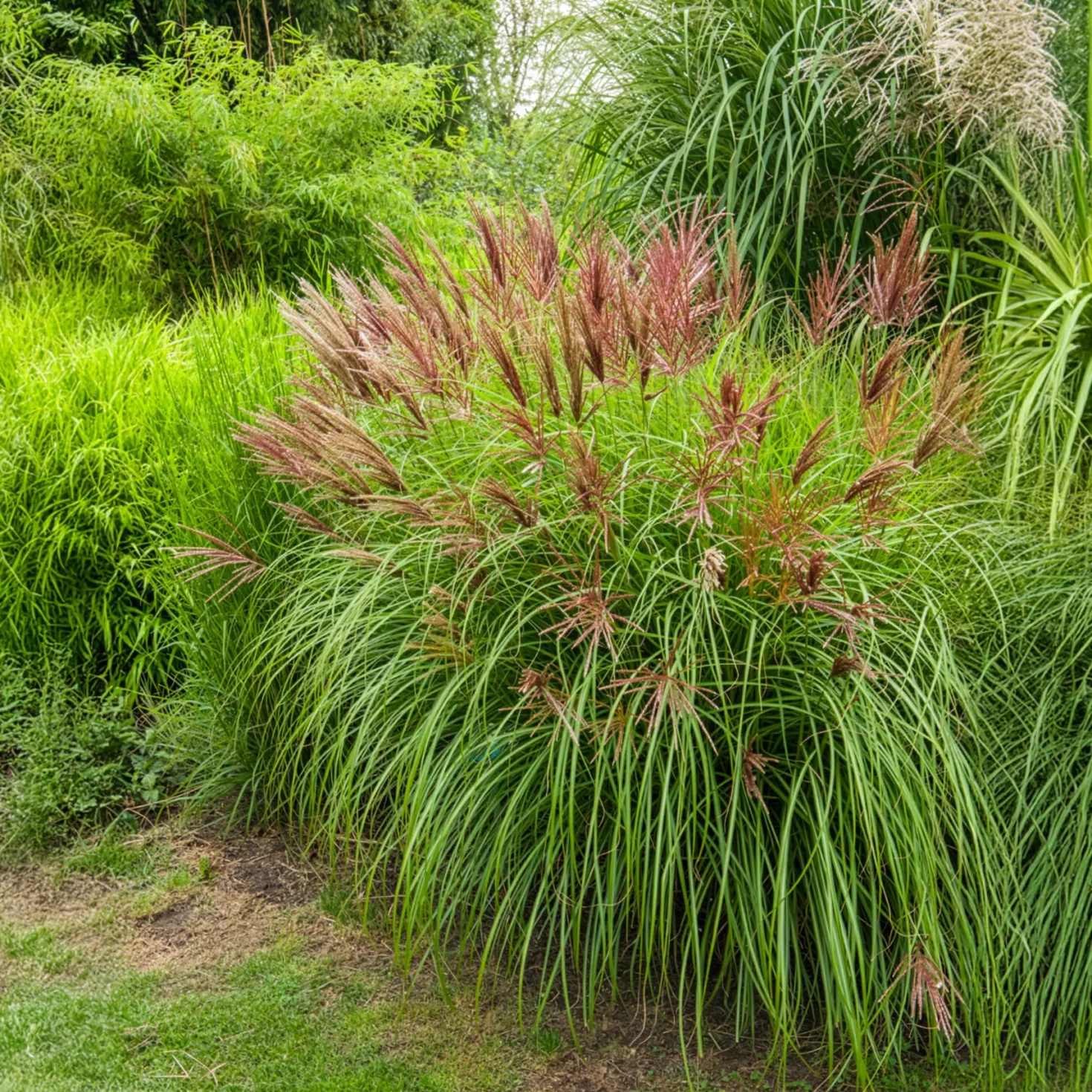 Chinaschilf Red Chief - Rote Federn im Herbstgarten