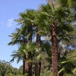 Chinesische Hanfpalme - Urlaubsfeeling im Garten