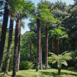 Chinesische Hanfpalme - Urlaubsfeeling im Garten