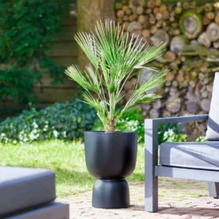 Chinesische Hanfpalme - Urlaubsfeeling im Garten