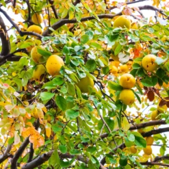 Chinesische Quitte - Exotische Früchte im Garten