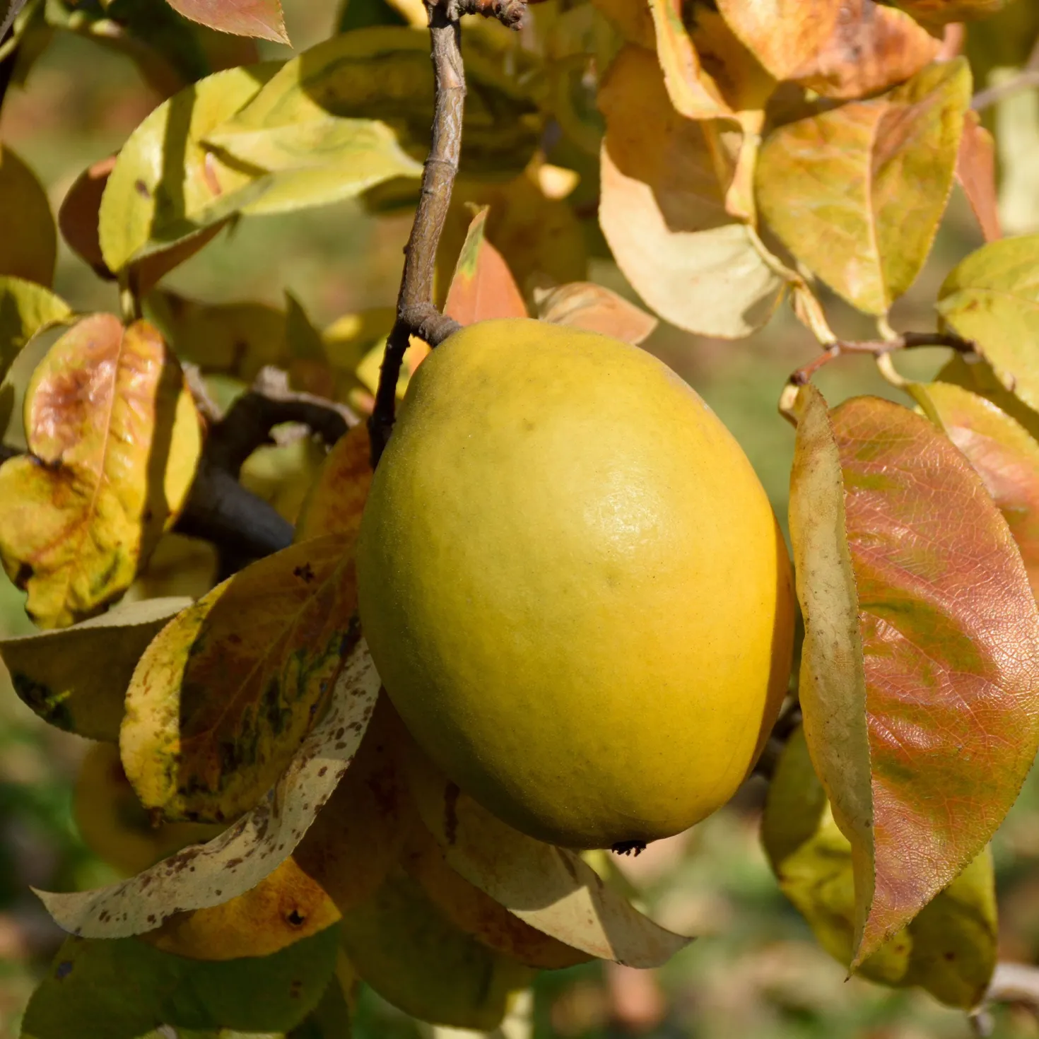 Chinesische Quitte - Exotische Früchte im Garten
