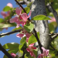 Chinesische Quitte - Exotische Früchte im Garten