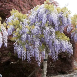 Chinesischer Blauregen auf Stamm - Blaue Blütenwolke auf Stamm