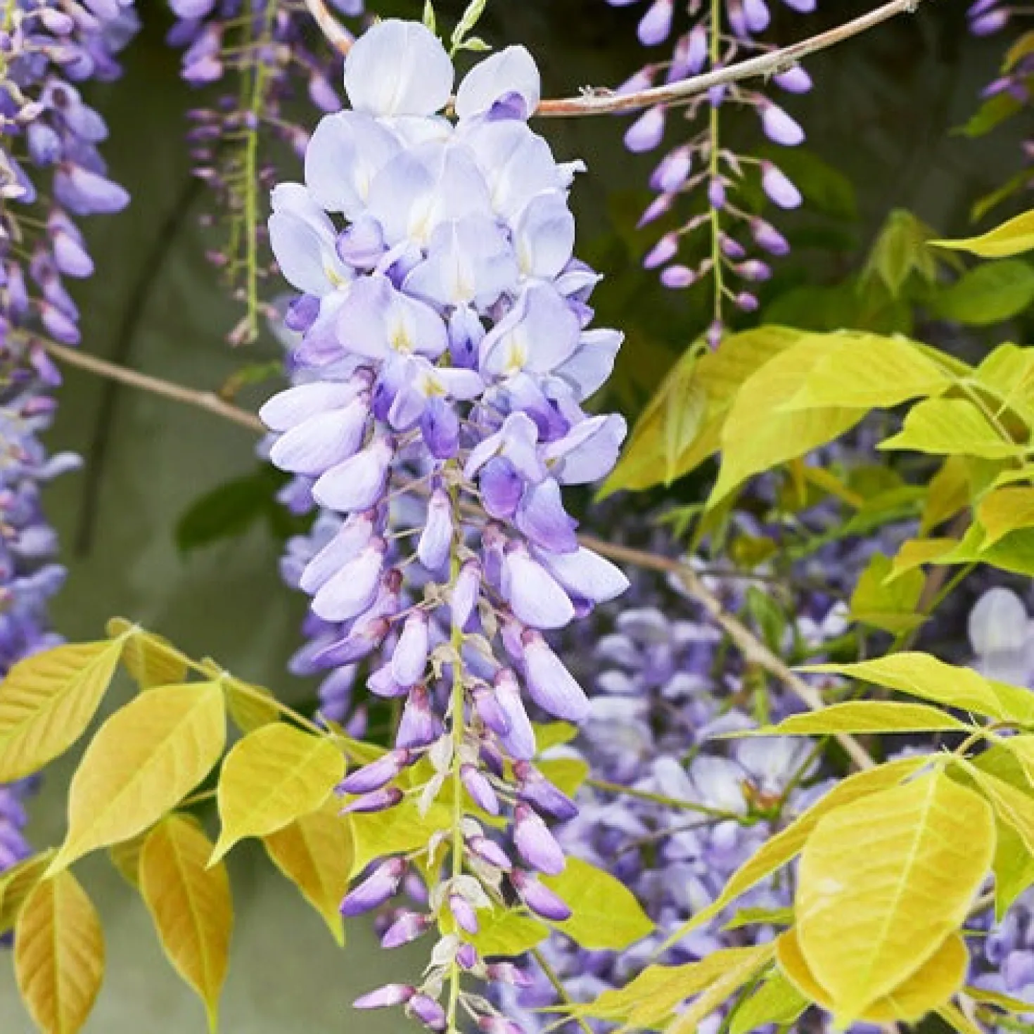 Chinesischer Blauregen auf Stamm - Blaue Blütenwolke auf Stamm