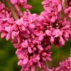Chinesischer Judasbaum Avondale - Rosa Blütenwolke im Frühling