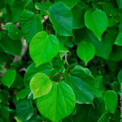 Chinesischer Judasbaum Avondale - Rosa Blütenwolke im Frühling