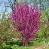 Chinesischer Judasbaum - Blüten direkt am Stamm