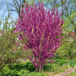 Chinesischer Judasbaum - Blüten direkt am Stamm