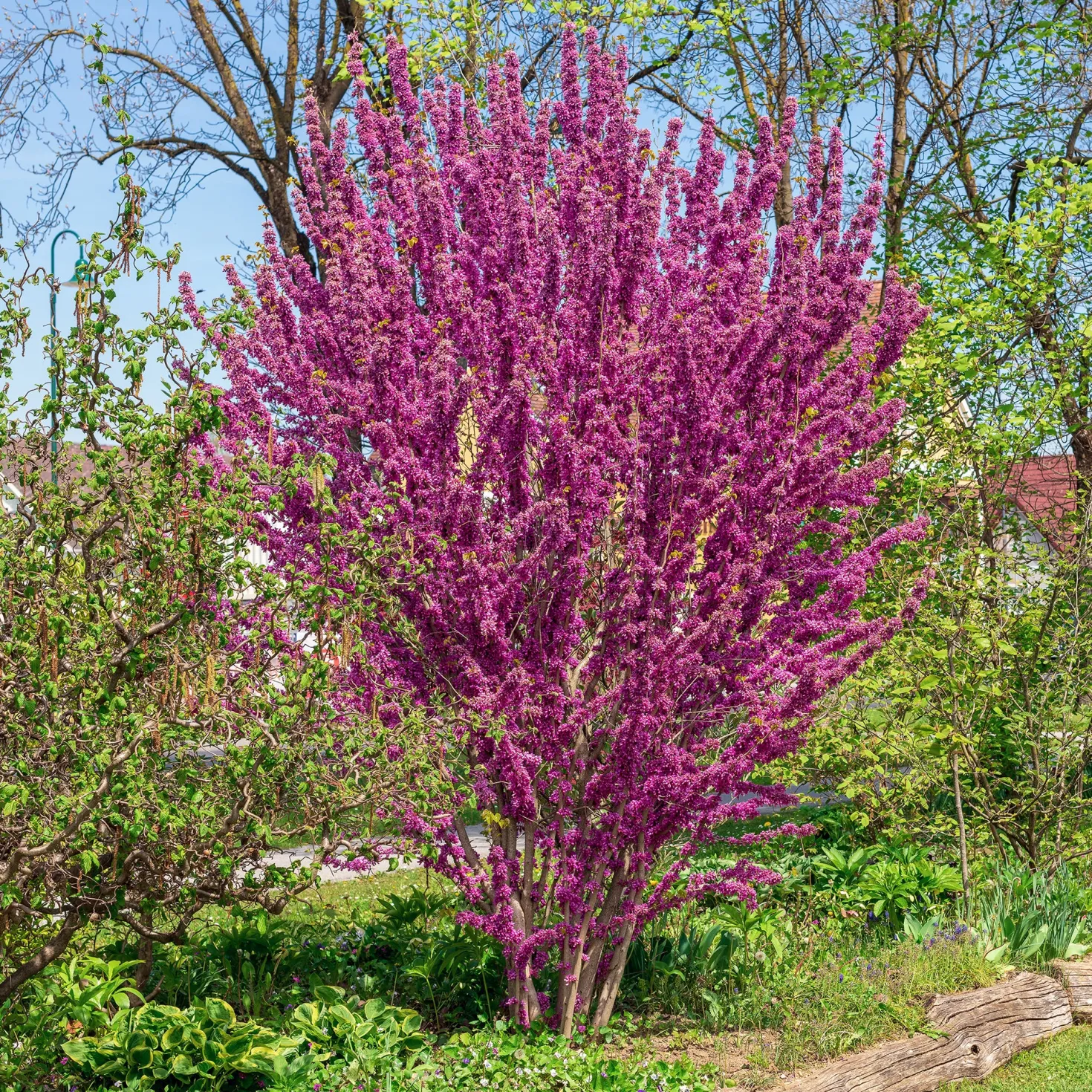 Chinesischer Judasbaum - Blüten direkt am Stamm