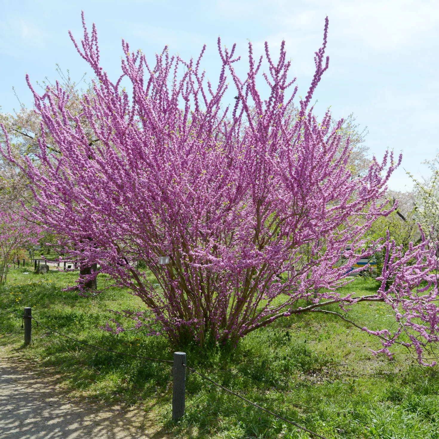 Chinesischer Judasbaum - Blüten direkt am Stamm