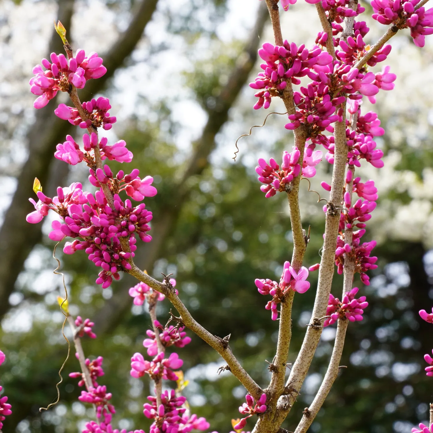 Chinesischer Judasbaum - Blüten direkt am Stamm