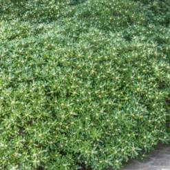 Chinesischer Klebsame - Duft und Grün das ganze Jahr