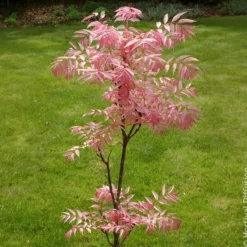 Chinesischer Surenbaum Flamingo - Rosa Frühlingstrieb, sofort ein Blickfang