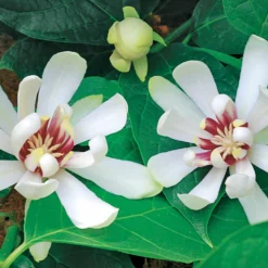 Chinesischer Wachsstrauch Venus - Große Blüten, wenig Aufwand