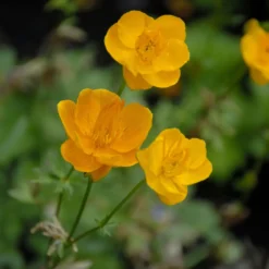 Chinesische Trollblume ‘Golden Queen’ - Leuchtorange am Feuchtplatz