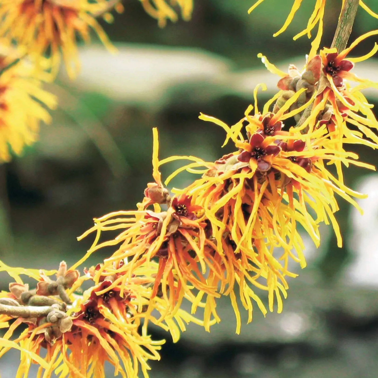 Chinesische Zaubernuss - Blüten mitten im Winter