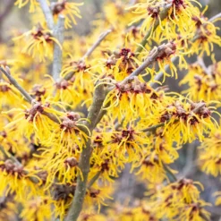 Chinesische Zaubernuss - Blüten mitten im Winter